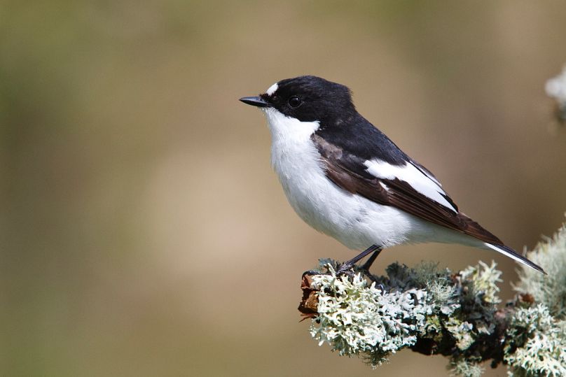 The pied flycatcher may be small, but it plays an important part in rainforest life