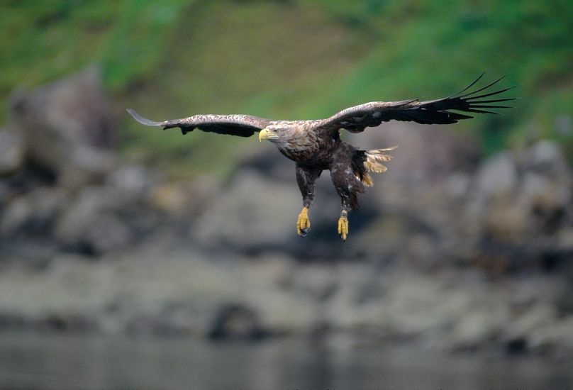 The white tailed eagle was brought back from extinction and plays a crucial role in the rainforest