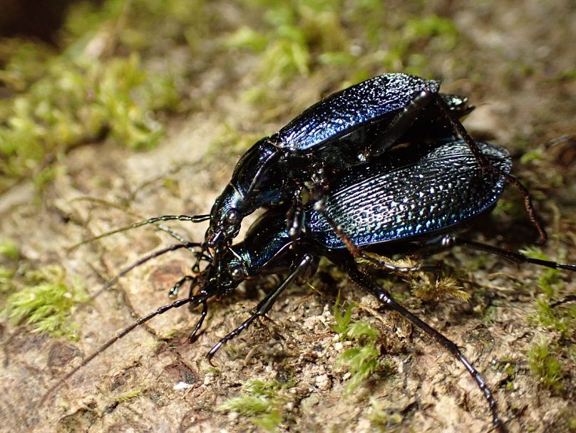 Blue ground beetles are one of the rarest of their kind in the country