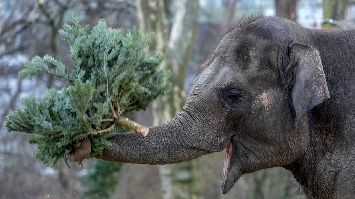 Christmas trees on the menu at Berlin Zoo