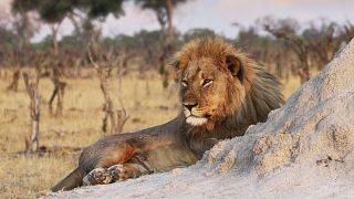 Un leone è ritratto il 26 novembre 2013 nel Parco nazionale di Hwange, in Zimbabwe.