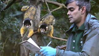 Un guardiano dello zoo conta le scimmie scoiattolo durante l'annuale inventario allo zoo di Londra, venerdì 3 gennaio 2025.