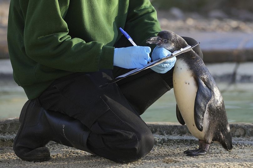 Um tratador de jardim zoológico conta os pinguins durante a recolha anual de animais no Jardim Zoológico de Londres, em Londres, sexta-feira, 3 de janeiro de 2025.