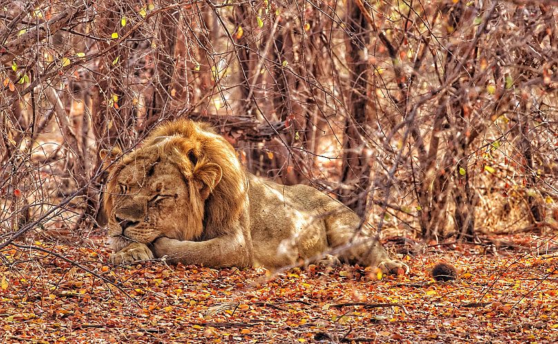 A nemzeti park egyik lakója