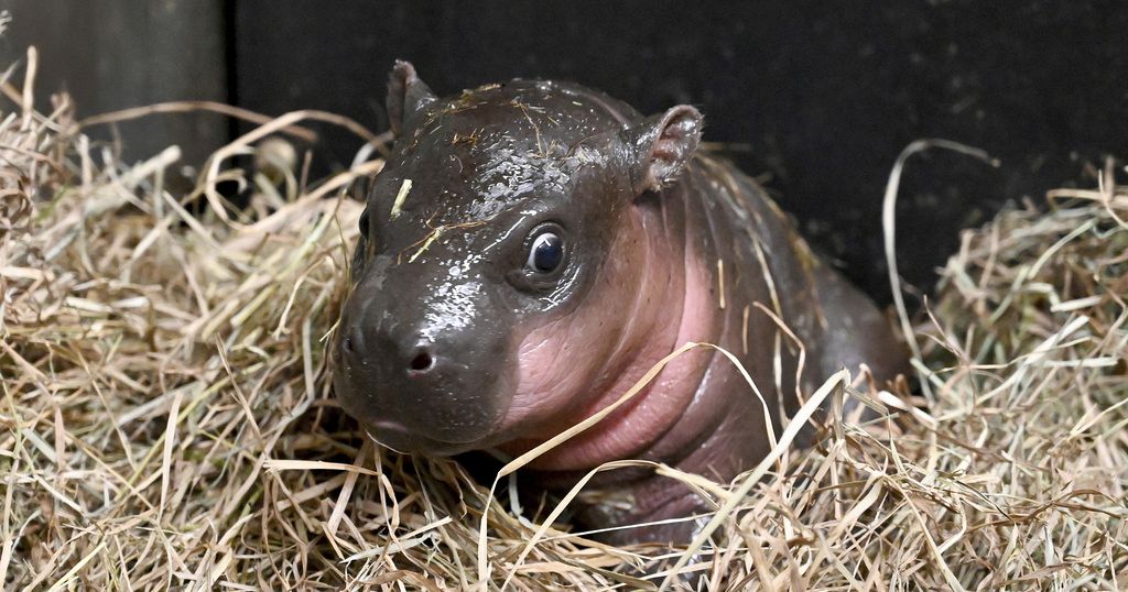 Endangered pygmy finally meets public in Virginia zoo