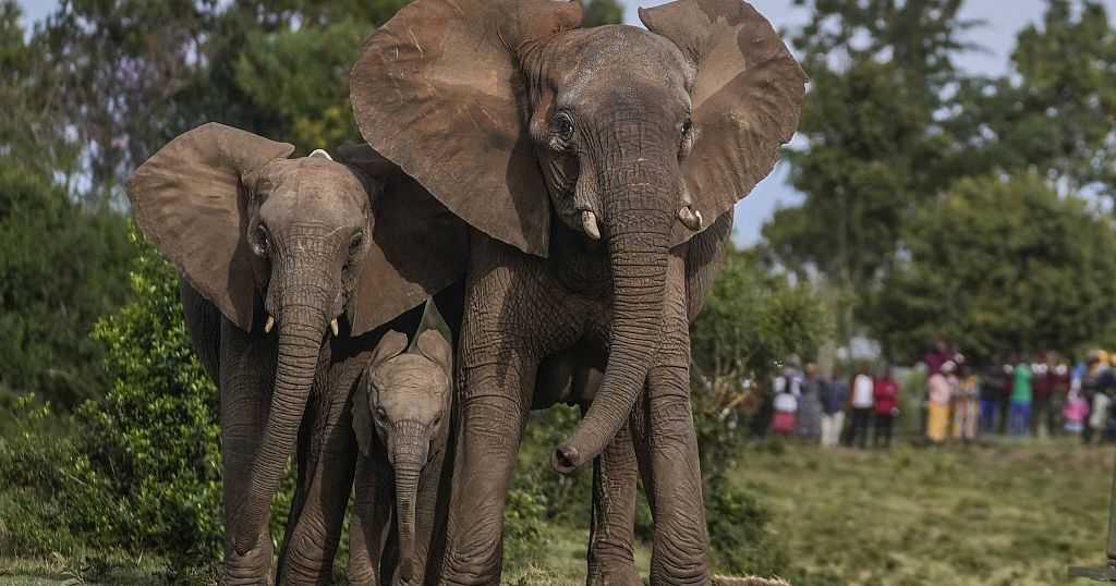 2025 welcomes rare twin elephants in Kenya