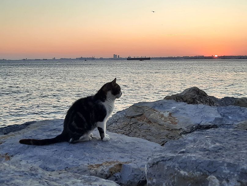 İstanbul'un Kadıköy ilçesinde bir kedi deniz kenarında.