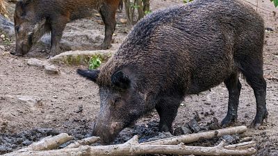 Ein Wildschwein in Europa