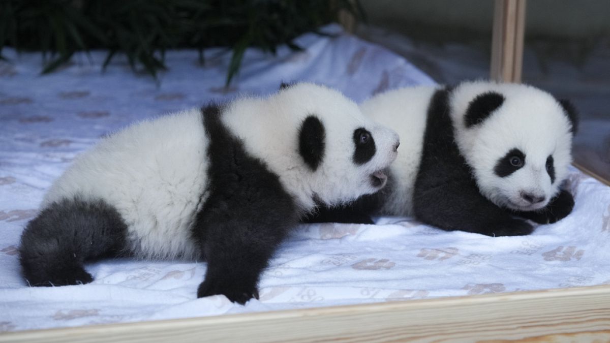 Watch: Berlin zoo's panda cubs Leni and Lotti debut to the public with their mother