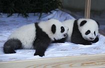 Leni and Lotti romping around the enclosure with their mother Meng Meng.