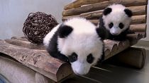 Five-month-old twin panda sisters explore their new play area at Berlin Zoo in Germany, 07.01.2025