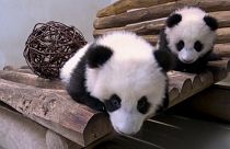 Five-month-old twin panda sisters explore their new play area at Berlin Zoo in Germany, 07.01.2025