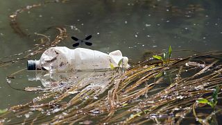  A dragonfly flies over a plastic bottle near the bank of Sava River in Obrenovac, some 25 kilometers (15 miles) west of the Serbian capital Belgrade.