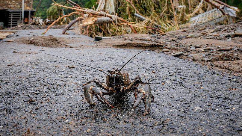  A crayfish walks on pavement after floodwaters from the Ahr River receded in Schuld, Germany.