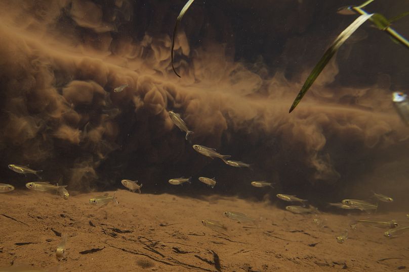 Fish swim past mud that was released by the collapse of a mining company's dam, in Brazil.
