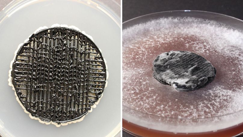 The yeast electrode (L) and white rot electrode (R).