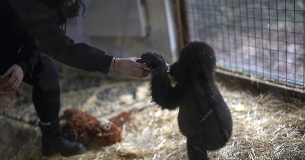 Young gorilla rescued from plane cargo recovers in Istanbul zoo