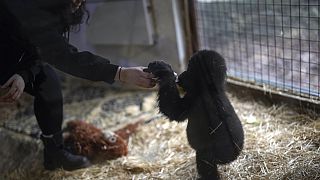  Young gorilla rescued from plane cargo recovers in Istanbul zoo