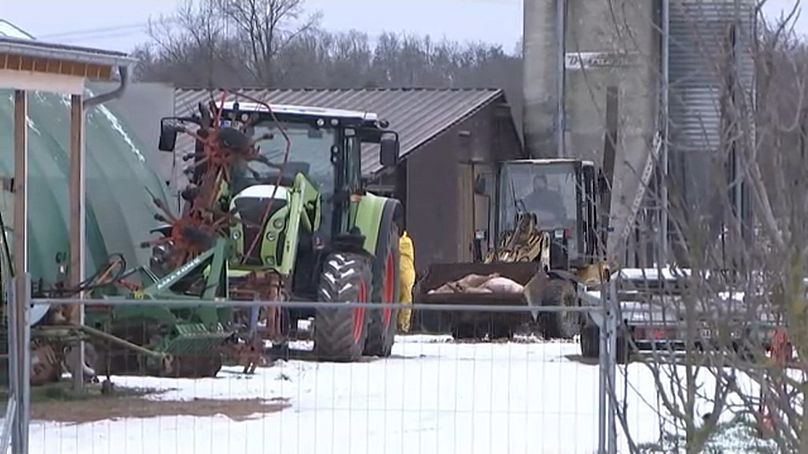 Un tracteur transportant des animaux abattus en Allemagne, le 13 janvier 2025