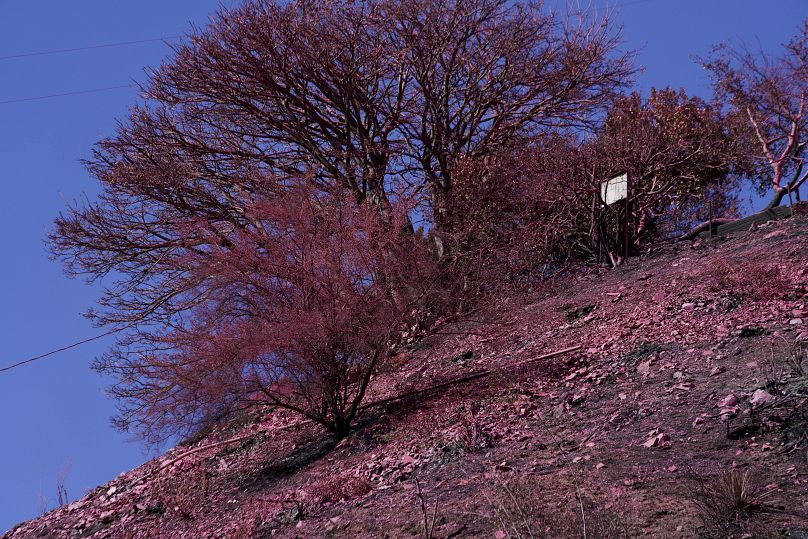 Les équipes de lutte contre l'incendie de Palisades ont recouvert le flanc d'une colline d'un produit ignifuge, le lundi 13 janvier 2025 à Los Angeles.