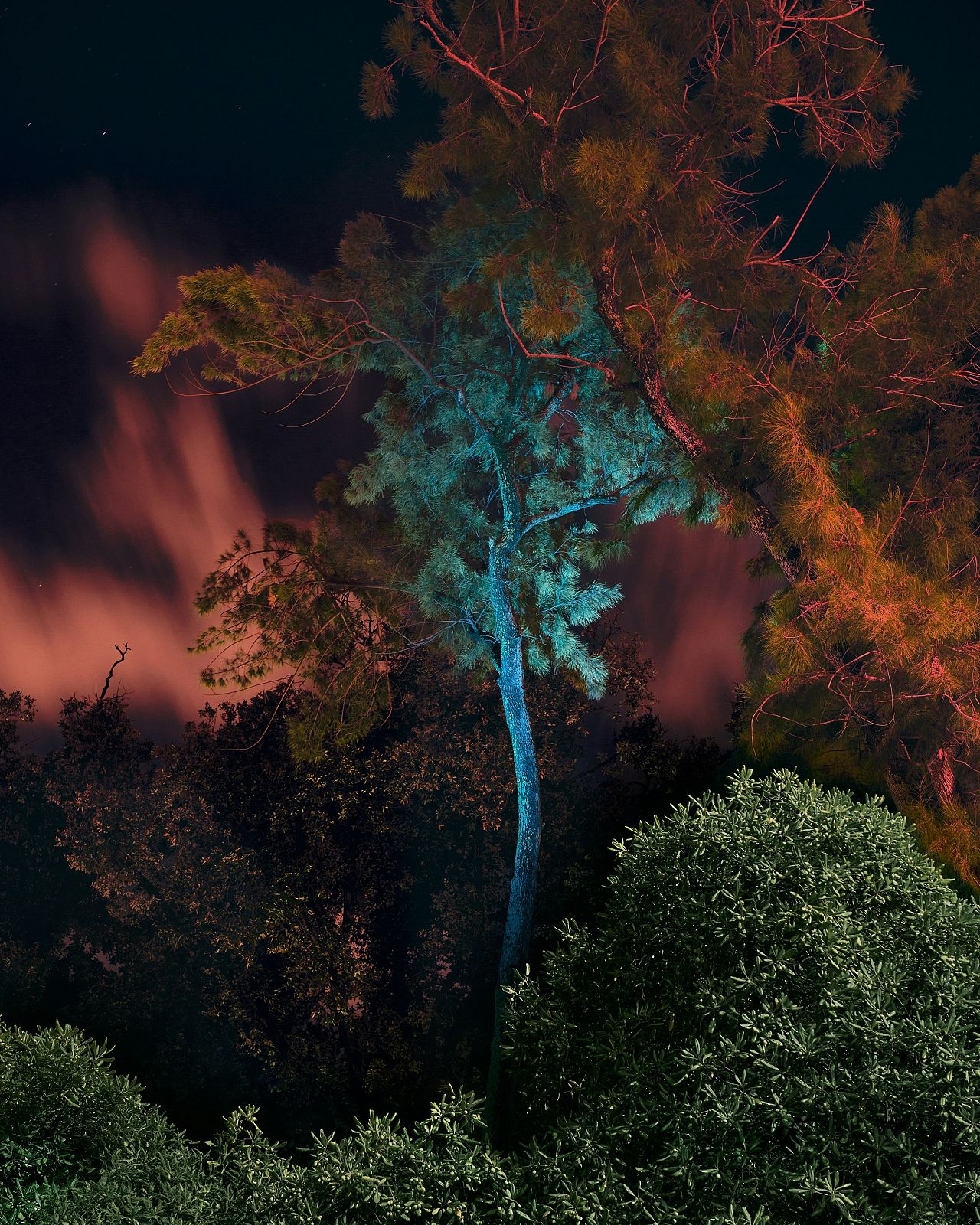 An image from Jim Fenwick's ‘Wildfires of Palermo’