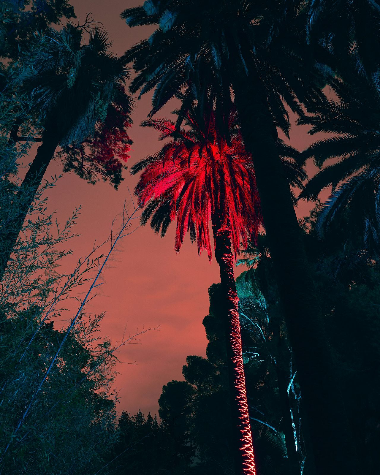 An image from Jim Fenwick's ‘Wildfires of Palermo’