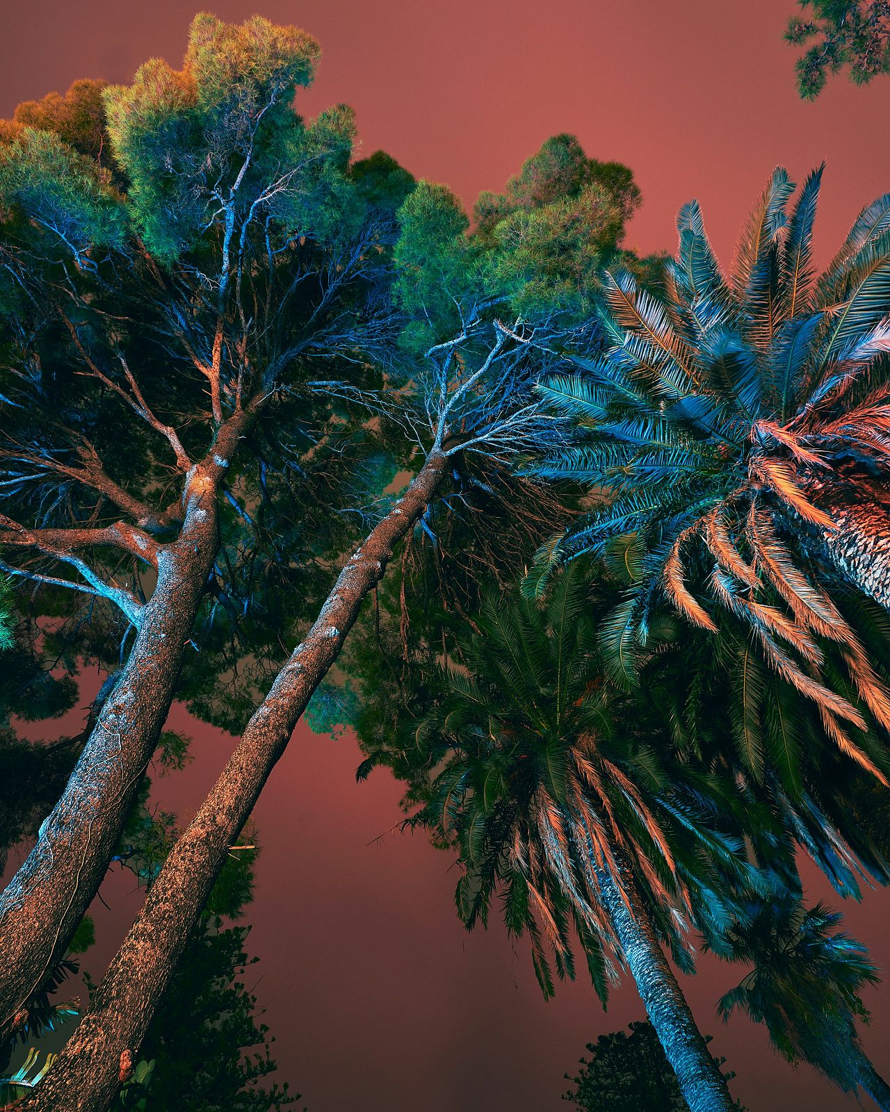 An image from Jim Fenwick's ‘Wildfires of Palermo’
