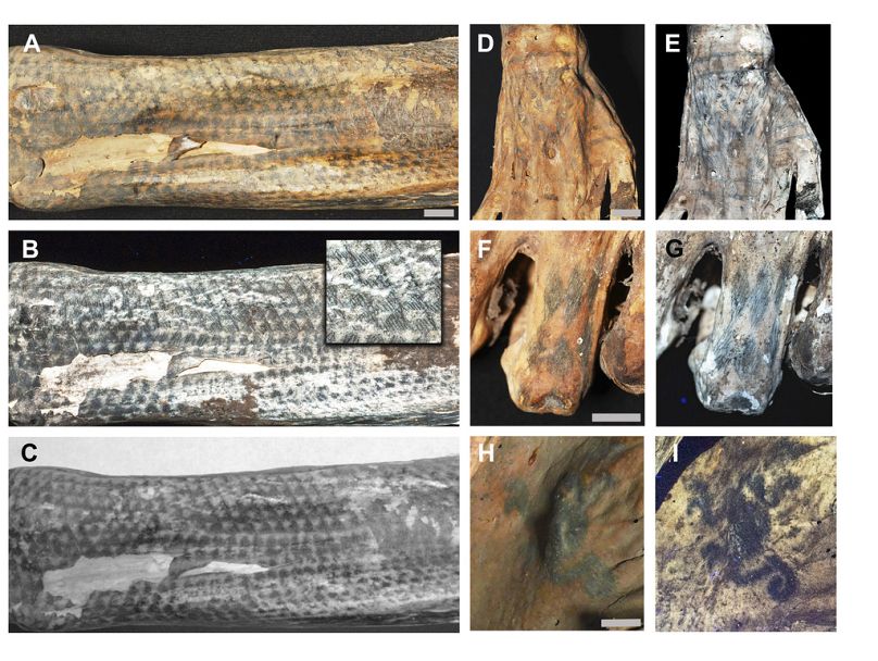 I particolari disegni dei tatuaggi su un essere umano mummificato della cultura Chancay del Perù alla luce visibile e con la fluorescenza stimolata dal laser
