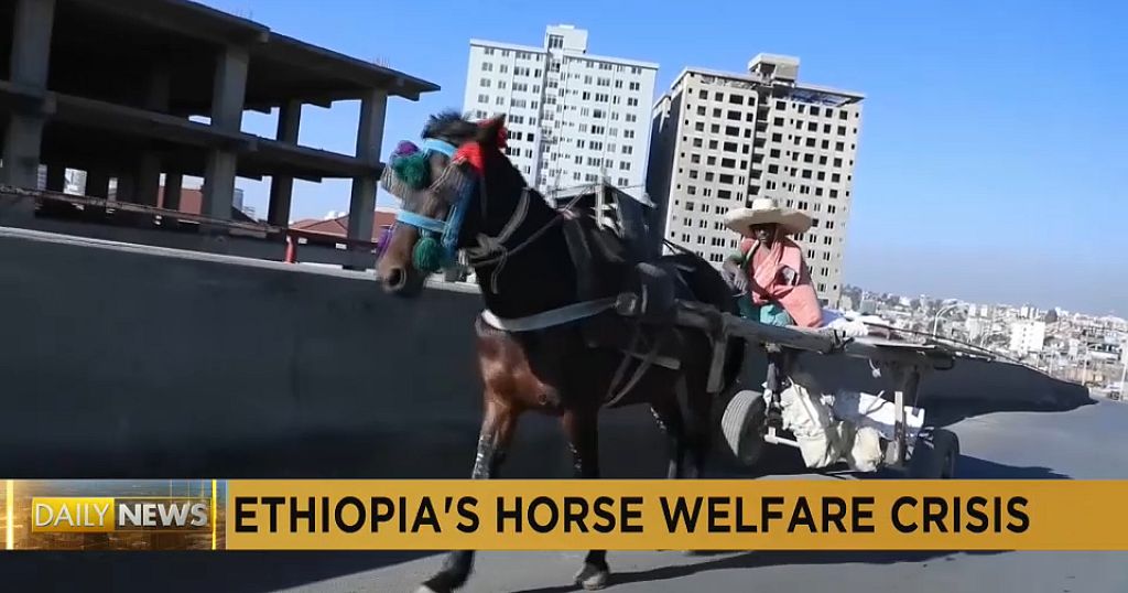 Ethiopian vets raise awareness about health and welfare of working horses