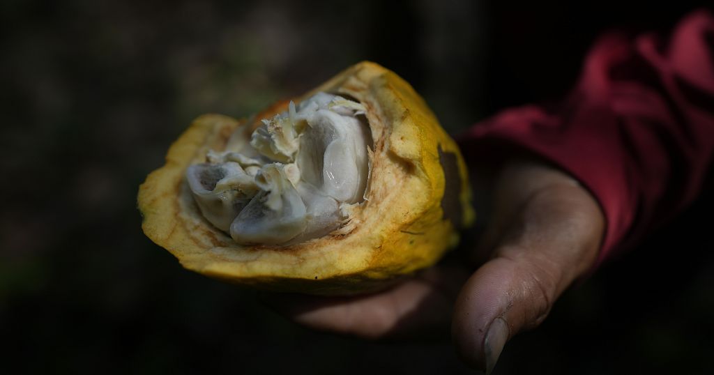 Madagascar : un bilan exceptionnel pour la filière cacao en 2024