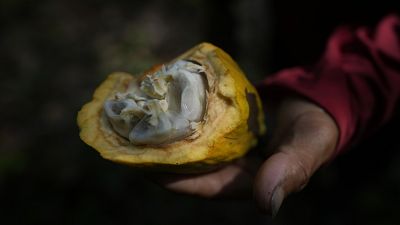 Madagascar : un bilan exceptionnel pour la filière cacao en 2024
