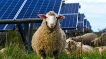 Nature's own lawnmowers are becoming a powerful partner for solar farms.