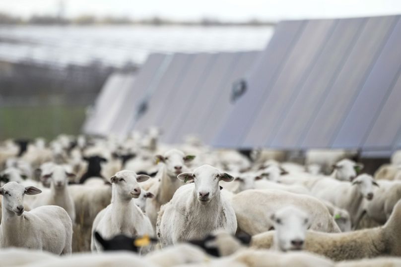 Both the solar farm and the sheep can be happier together.