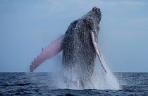 Increased humpback whale sightings in the UK give renewed hope for the species.