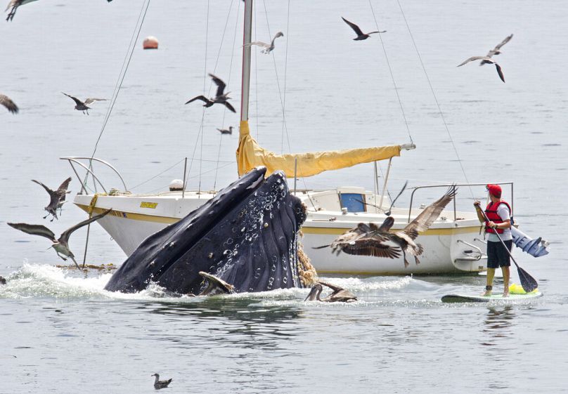 Spotting humpback whales is best in Northern Europe.