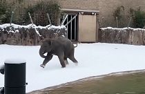 A baby elephant at Huston Zoo in the United States discovers snow for the first time, 22.01.2025