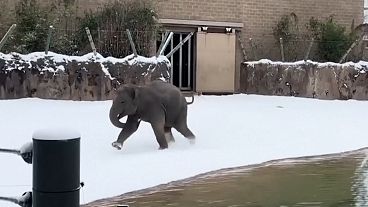 A baby elephant at Huston Zoo in the United States discovers snow for the first time, 22.01.2025