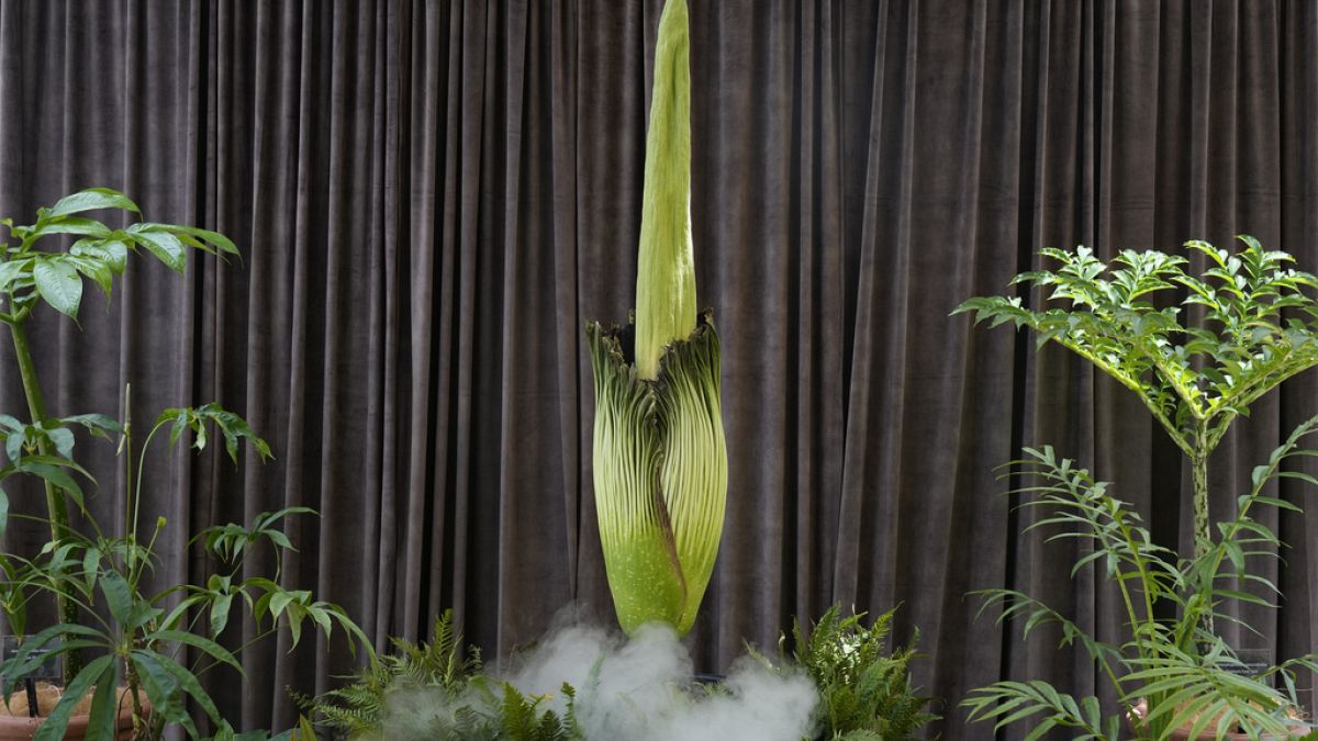 Rare blossom of the corpse flower in Sydney