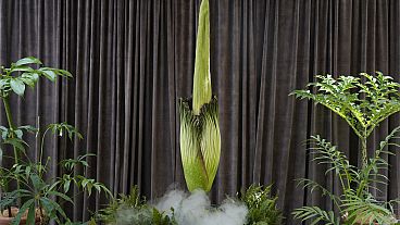 An endangered plant known as the "corpse flower" is about to bloom at the Sydney Botanic Gardens, Australia, 23.01.2025