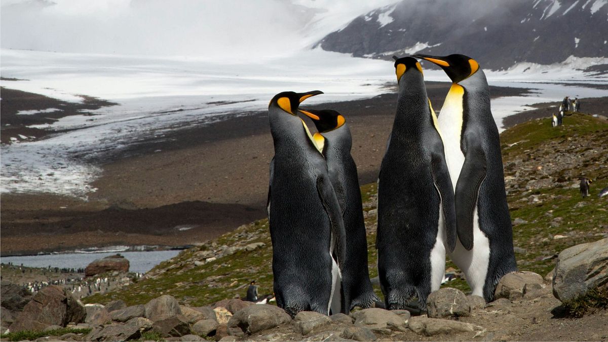 One of the world’s oldest icebergs is on the move - and may collide with a wildlife haven