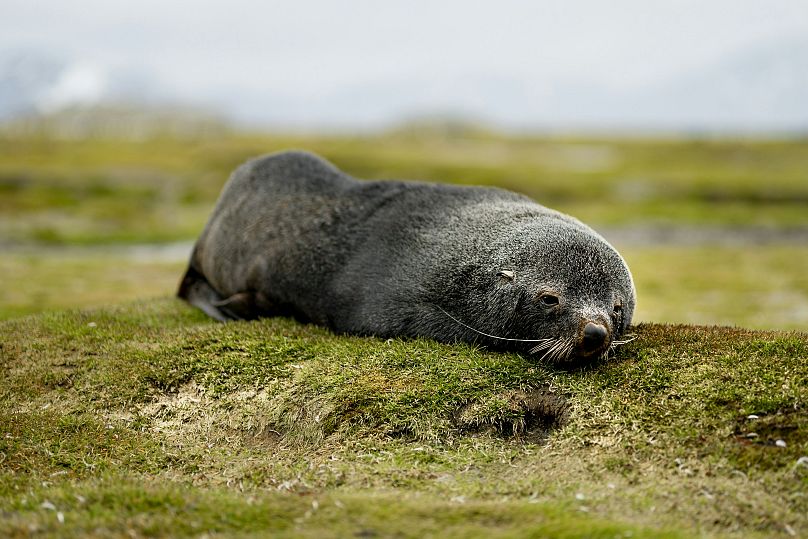 A seal pup in South Georgia