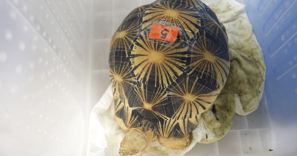 Endangered tortoises returned to Tanzania as evidence in wildlife trafficking case