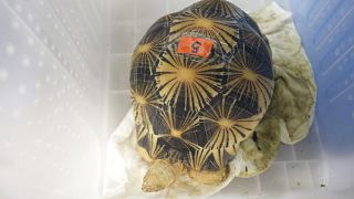 Des tortues menacées saisies en Thaïlande renvoyées en Tanzanie