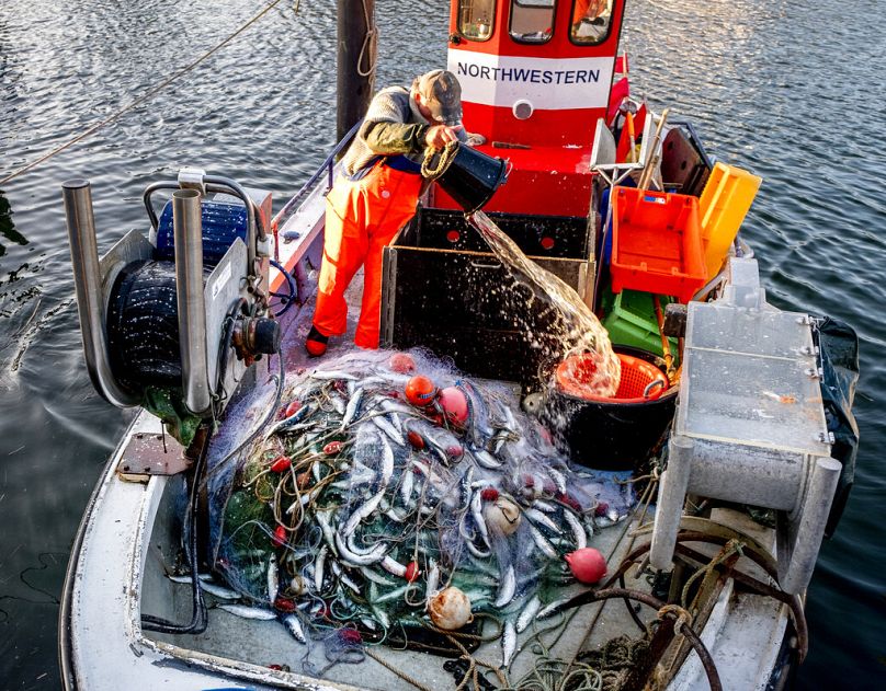 Herrings are piled up in a net of a fisher boat coming back from a catch in the harbour of Niendorf at the Baltic Sea, northern Germany, April 2021