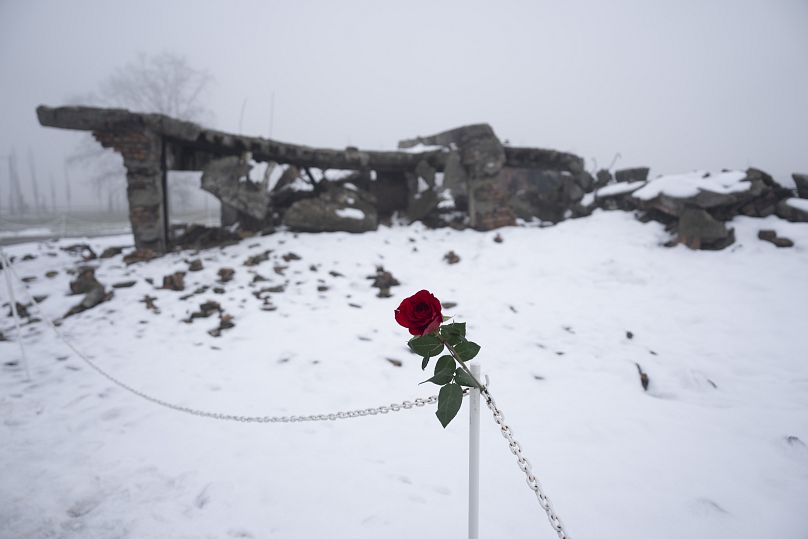 Uma rosa deixada por um visitante é segurada num elo de corrente junto às ruínas de uma câmara de gás e de um crematório em Auschwitz, 23/01/2025