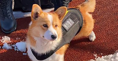 China's first corgi police dog loses bonus over 'workplace ...