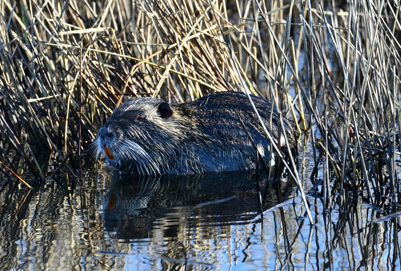 Another invasive species, the South American nutria, seen in the Italian river Volturno