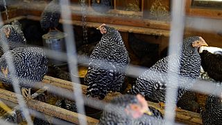 Chickens roost in their coop in the US in 2023.