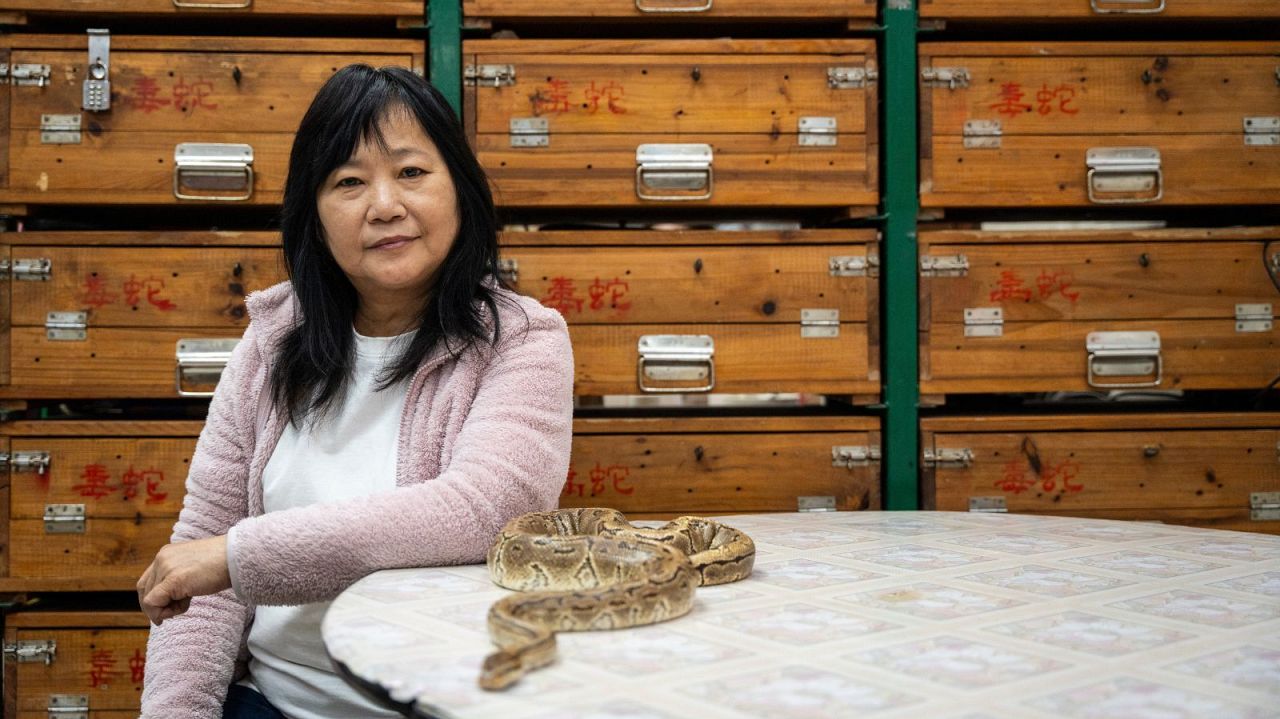 Chau Ka-ling, Besitzerin des familiengeführten Schlangensuppen-Restaurants, sitzt neben einer Schlange in ihrem Laden in Hongkong - Montag, 6. Januar 2025.