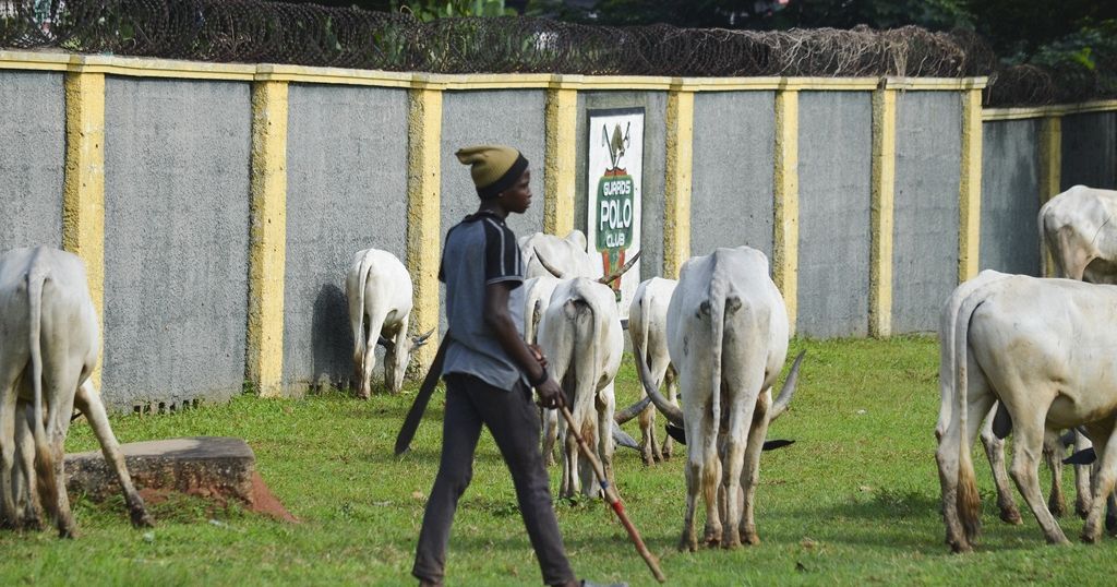 Banki Livestock Market Reopens | Africanews